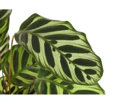 Korbmarante - Calathea makoyana
