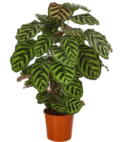 Korbmarante - Calathea makoyana
