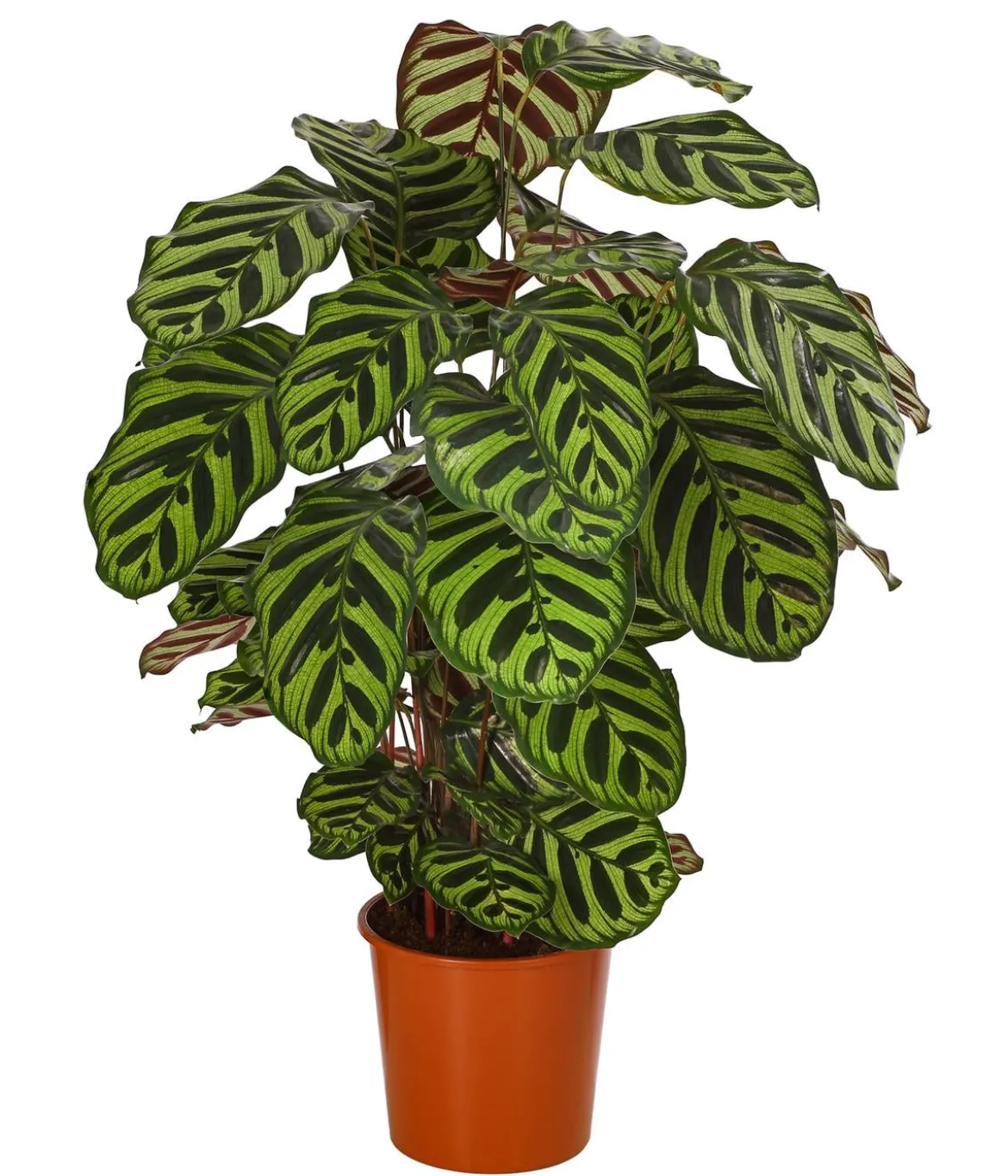 Korbmarante - Calathea makoyana