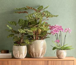 Korbmarante - Calathea makoyana