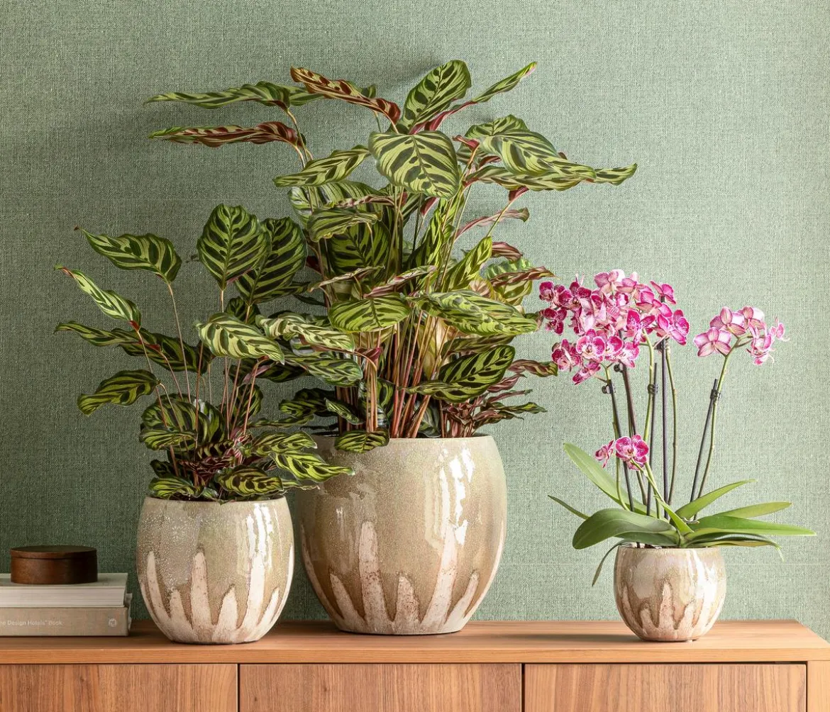 Korbmarante - Calathea makoyana