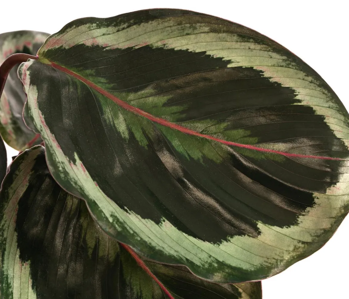 Korbmarante - Calathea 'Marion'