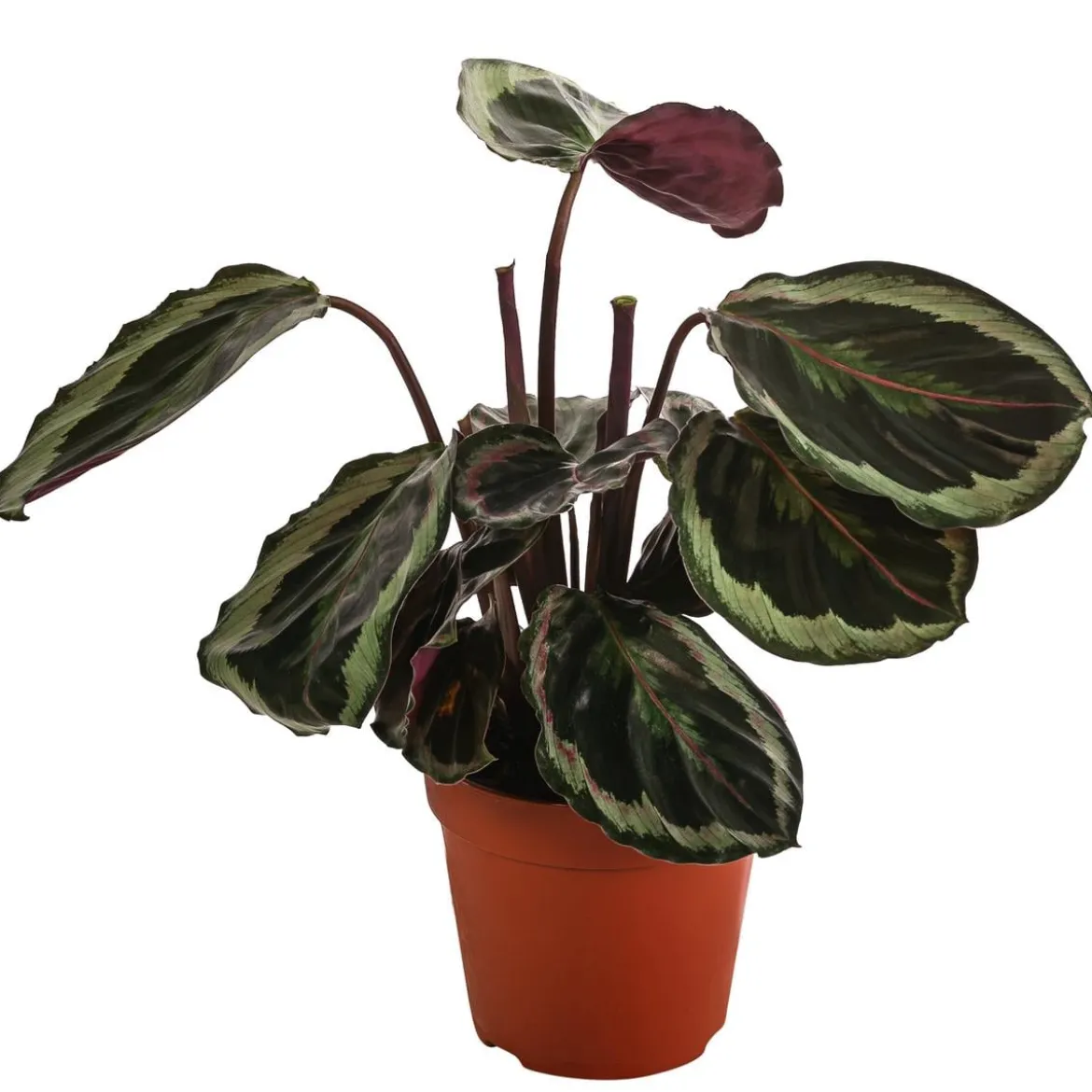 Korbmarante - Calathea 'Marion'