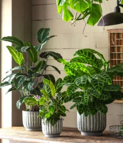 Korbmarante - Calathea 'Maui Queen'
