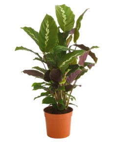 Korbmarante - Calathea 'Maui Queen'