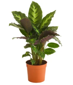 Korbmarante - Calathea 'Misto'
