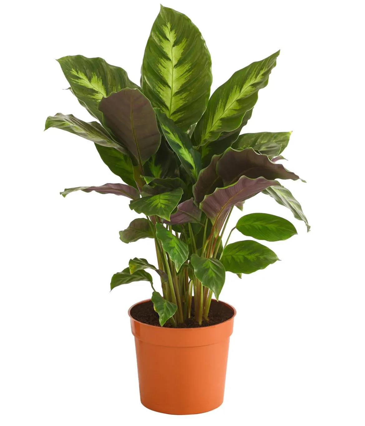 Korbmarante - Calathea 'Misto'