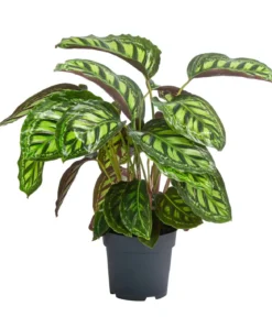 Korbmarante - Calathea 'Moonlight'