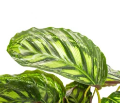 Korbmarante - Calathea 'Moonlight'