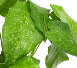 Korbmarante - Calathea mosaica