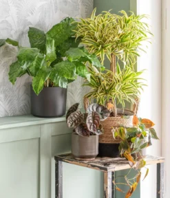 Korbmarante - Calathea mosaica