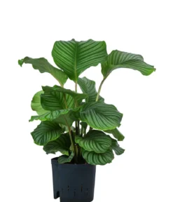 Korbmarante - Calathea orbifolia, Hydrokultur