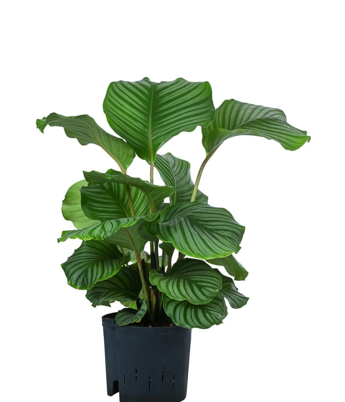 Korbmarante - Calathea orbifolia, Hydrokultur