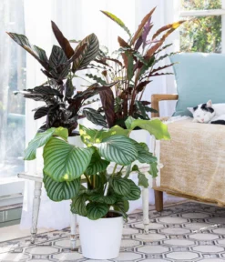 Korbmarante - Calathea orbifolia