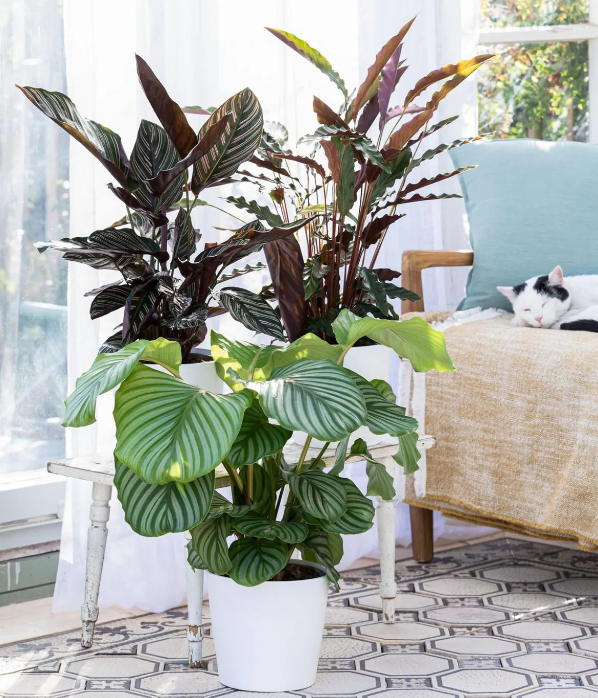Korbmarante - Calathea orbifolia