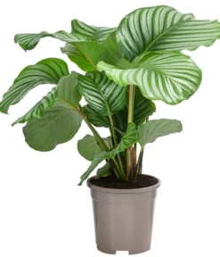 Korbmarante - Calathea orbifolia