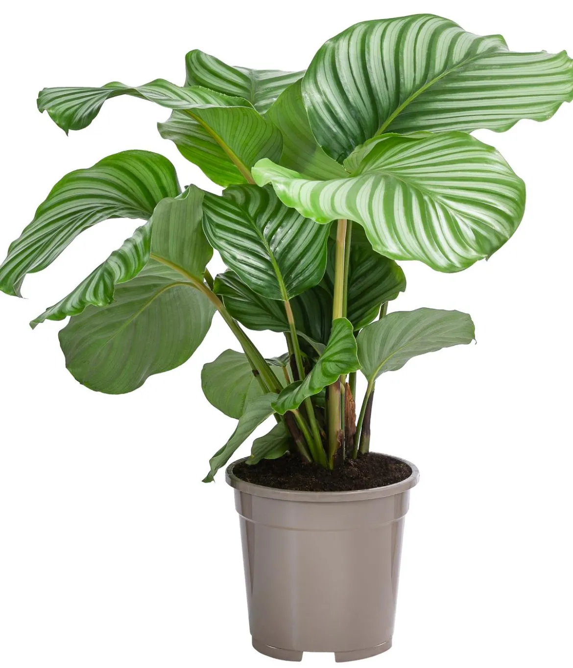 Korbmarante - Calathea orbifolia