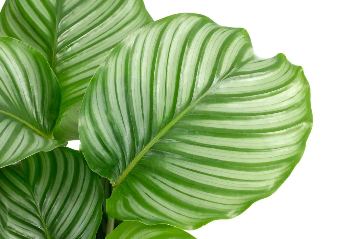 Korbmarante - Calathea orbifolia