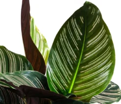 Korbmarante - Calathea ornata