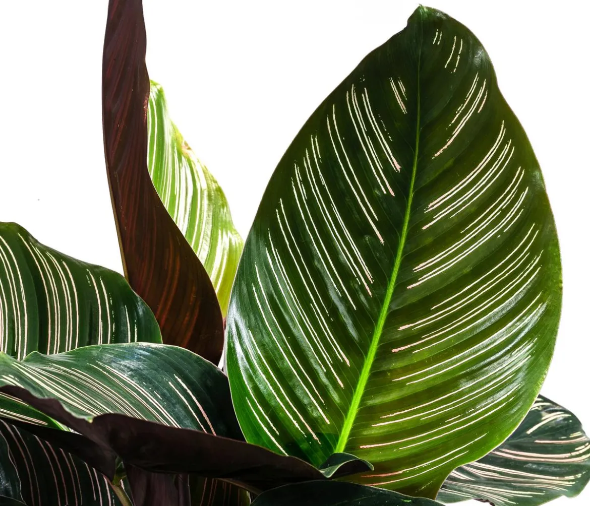 Korbmarante - Calathea ornata
