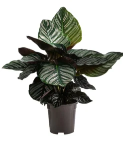 Korbmarante - Calathea ornata