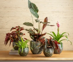 Korbmarante - Calathea ornata