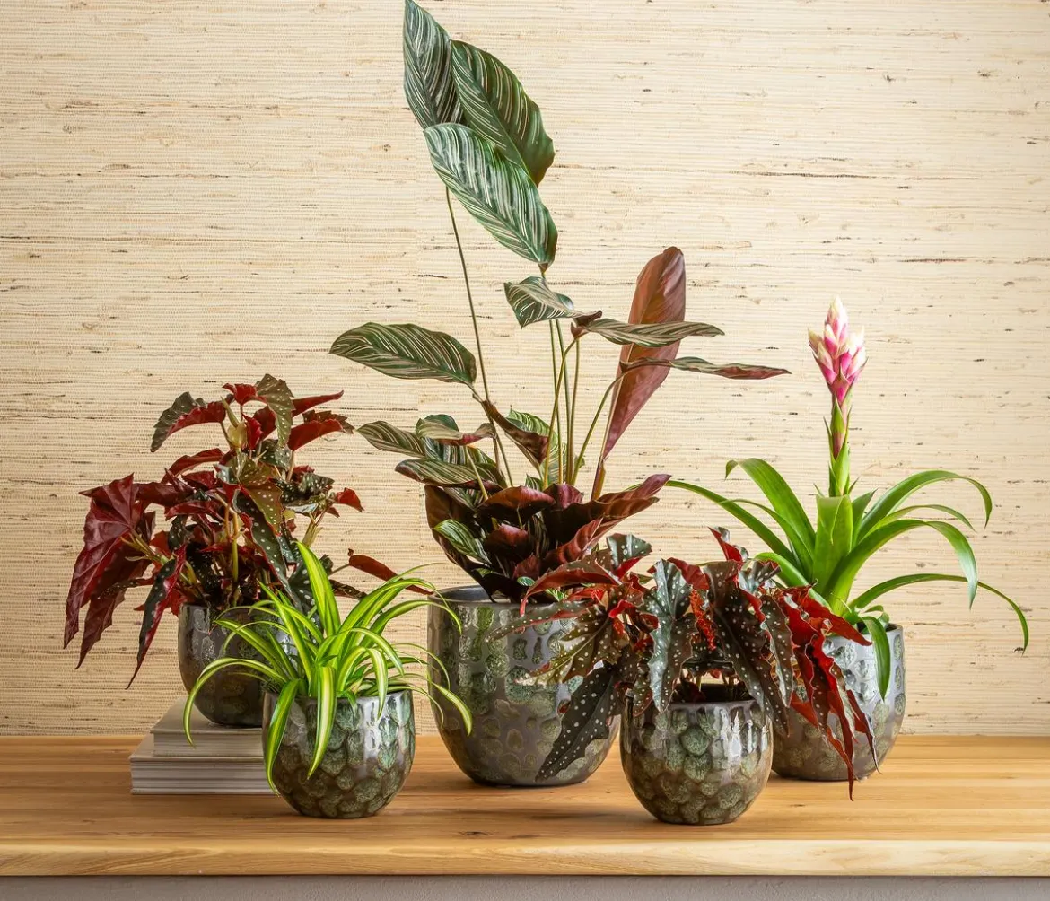 Korbmarante - Calathea ornata