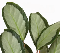 Korbmarante - Calathea picturata