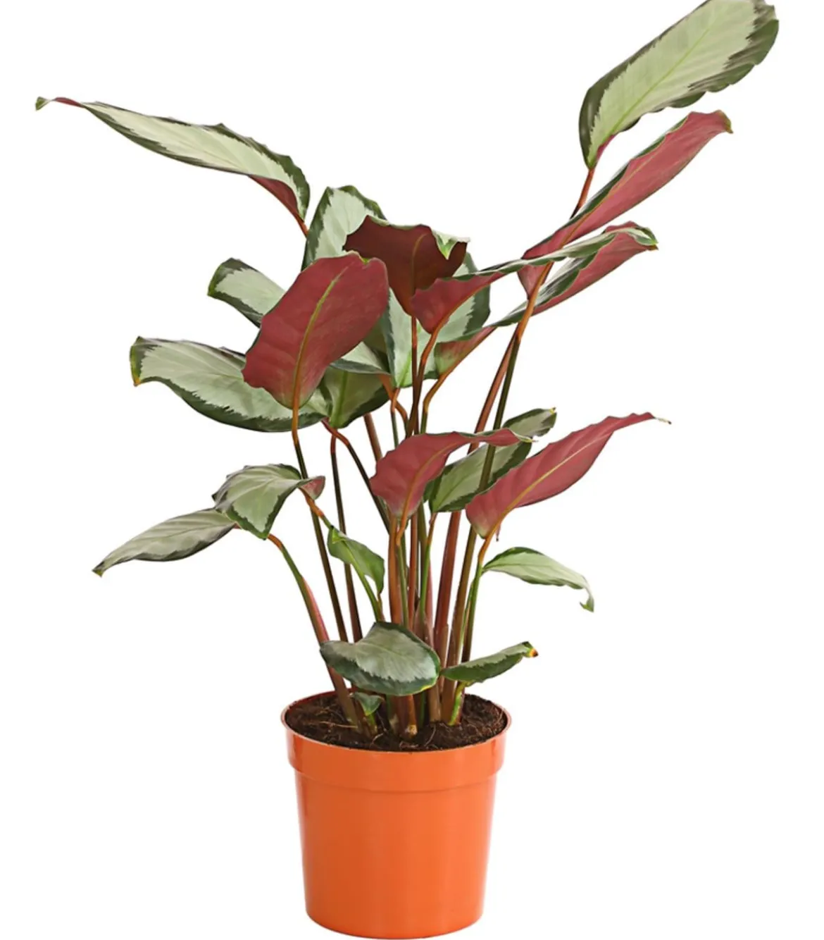 Korbmarante - Calathea picturata