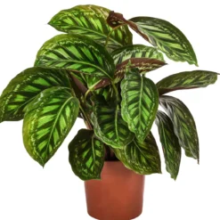 Korbmarante - Calathea roseopicta 'Flamestar'