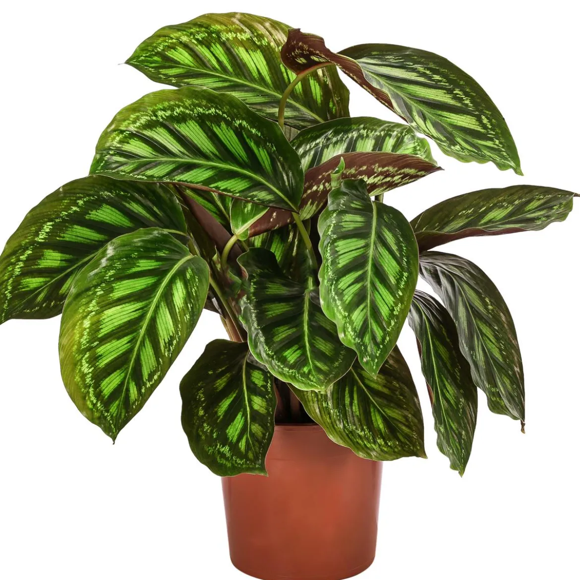 Korbmarante - Calathea roseopicta 'Flamestar'