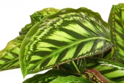 Korbmarante - Calathea roseopicta 'Flamestar'