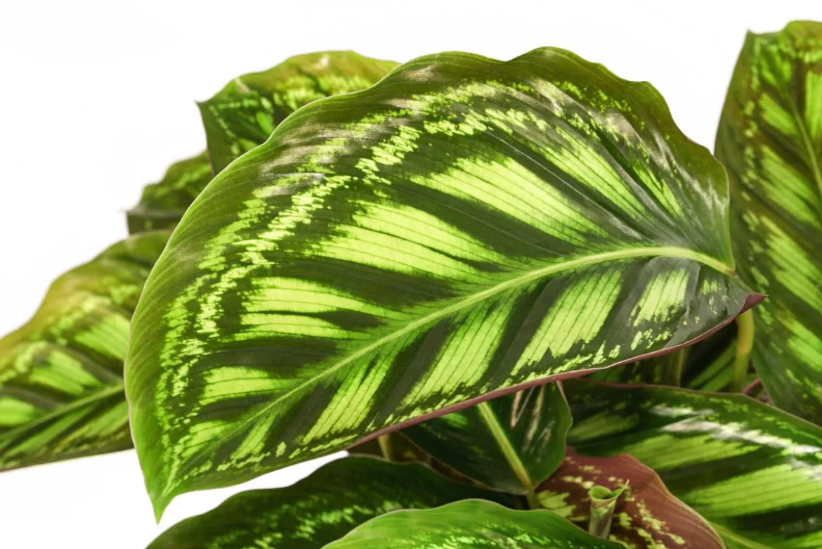 Korbmarante - Calathea roseopicta 'Flamestar'