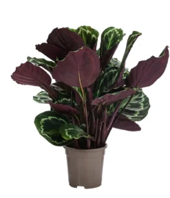 Korbmarante - Calathea roseopicta 'Medaillon'