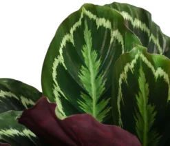 Korbmarante - Calathea roseopicta 'Medaillon'