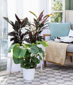 Korbmarante - Calathea rufibarba