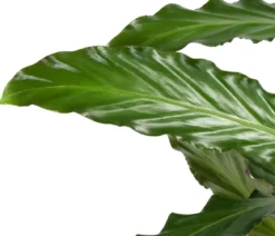 Korbmarante - Calathea rufibarba