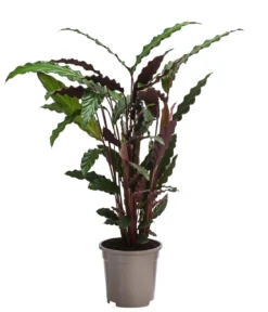 Korbmarante - Calathea rufibarba