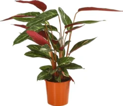 Korbmarante - Calathea sanguinea 'Magicstar'