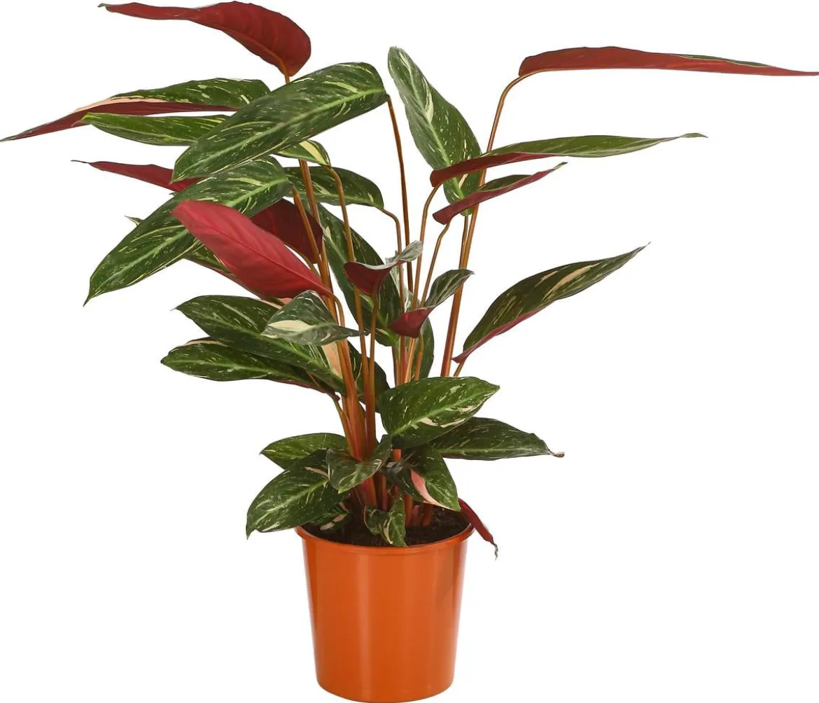 Korbmarante - Calathea sanguinea 'Magicstar'