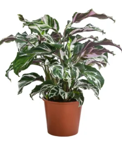Korbmarante - Calathea 'Stella'