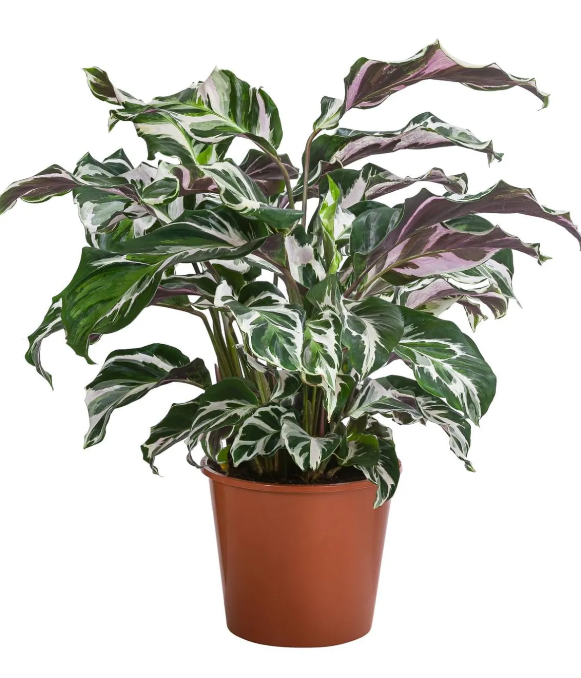 Korbmarante - Calathea 'Stella'