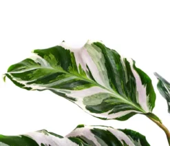 Korbmarante - Calathea 'Stella'