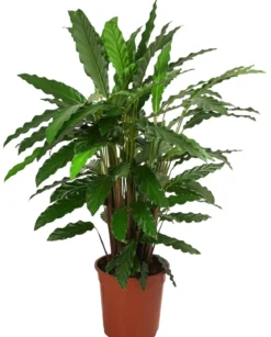 Korbmarante - Calathea 'Tropistar'