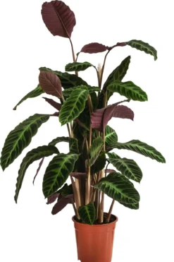 Korbmarante - Calathea warscewiczii