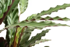 Korbmarante - Calathea 'Wavestar'