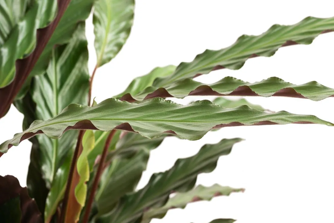 Korbmarante - Calathea 'Wavestar'