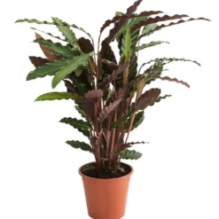 Korbmarante - Calathea 'Wavestar'