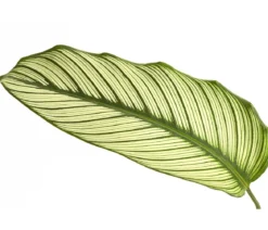 Korbmarante - Calathea 'Whitestar'