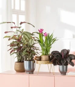 Korbmarante - Calathea 'Whitestar'